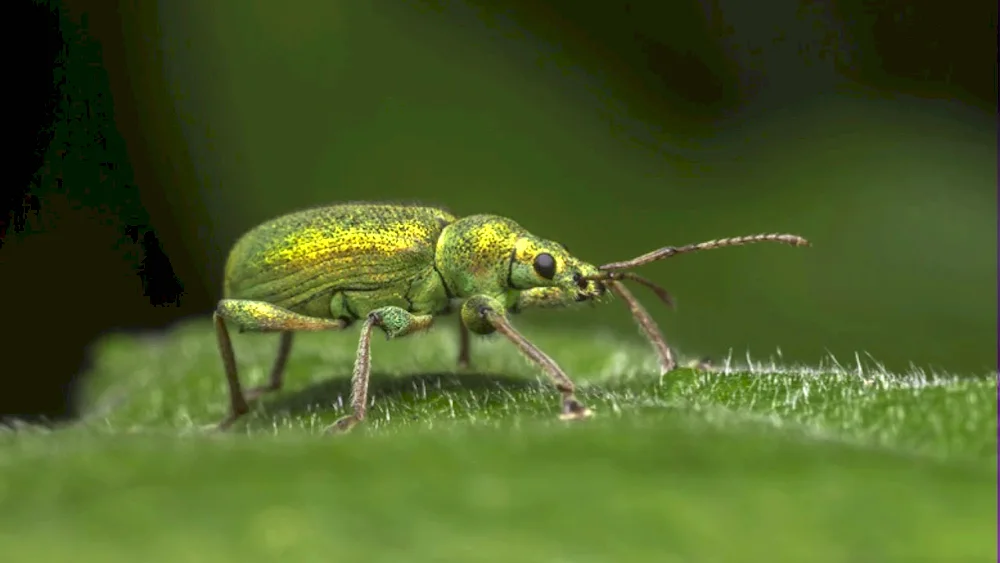 Emerald beetle