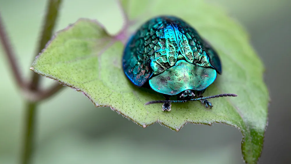 Green Bronze Beetle