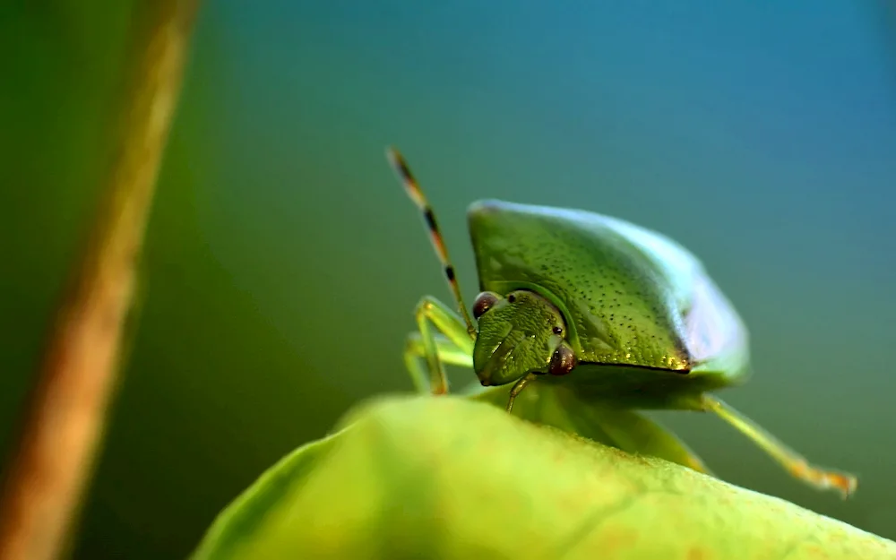 Green Bed Bug