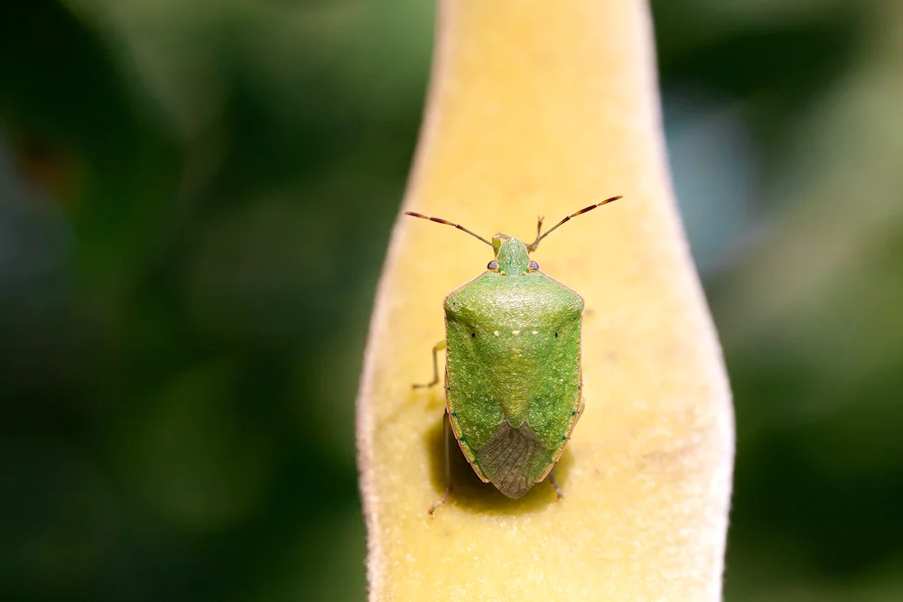 Green ladybug