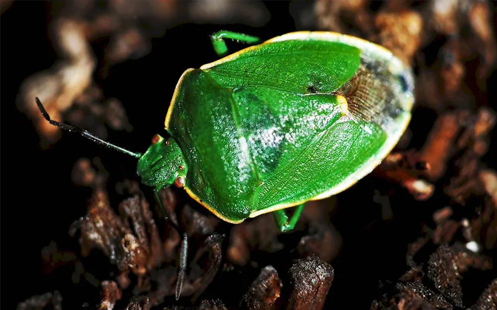 Green Stink Beetle