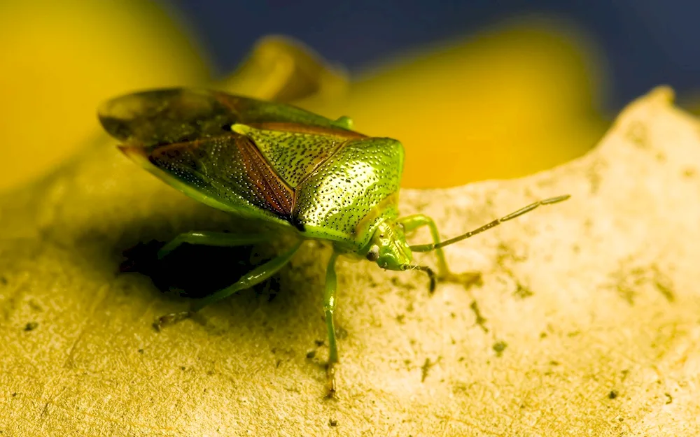 Green beetle bug