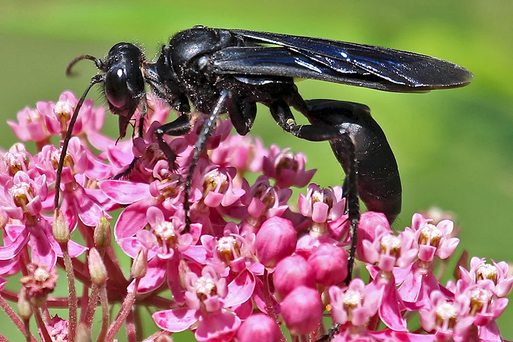 Earthwasp black