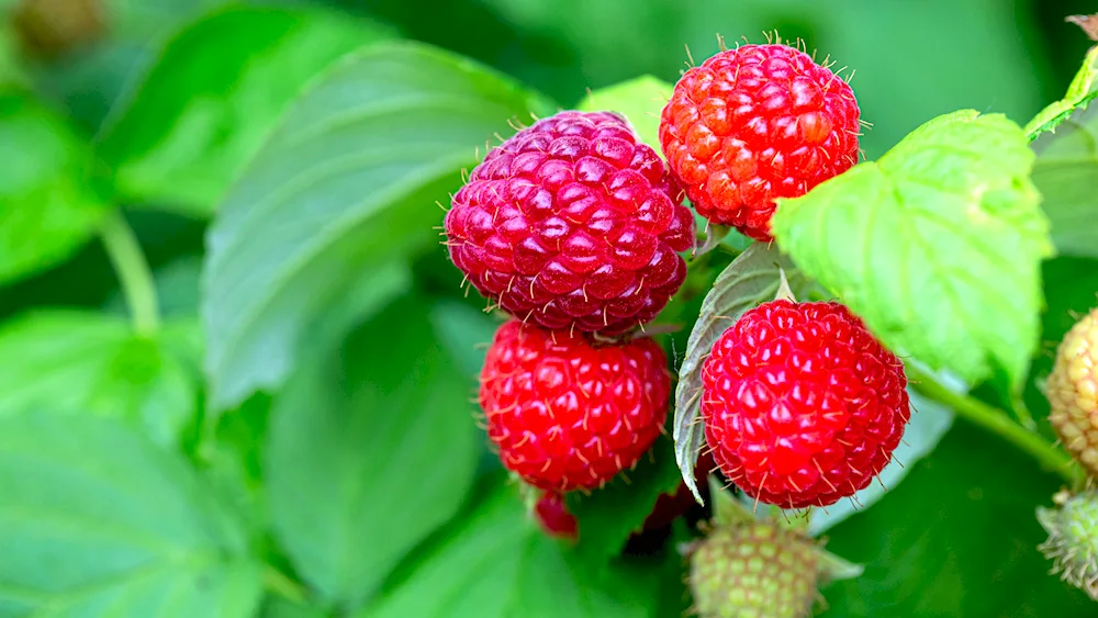 Earth raspberry Vaccinium Vitis- idaea