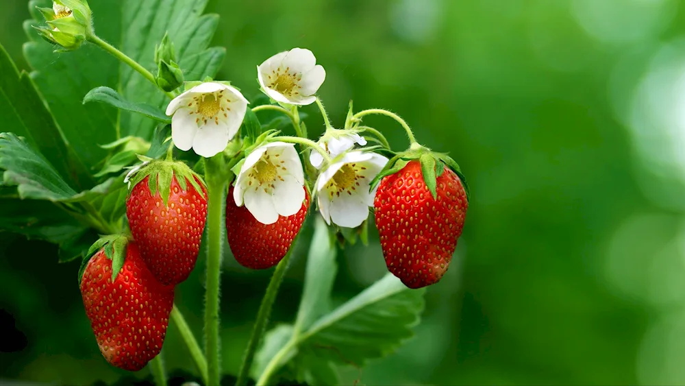 Fruiting pink-flowered raspberries