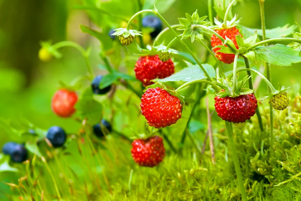 Earthberry Strawberry Glade