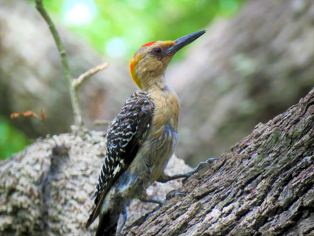 Earth Woodpecker