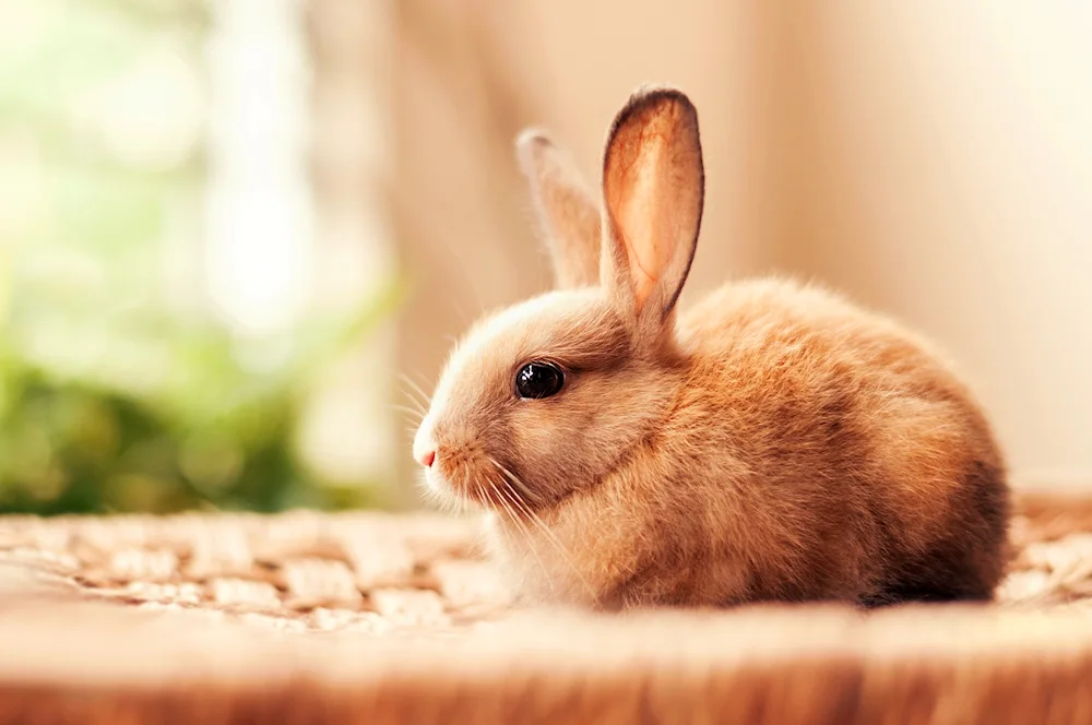 Cute rabbit