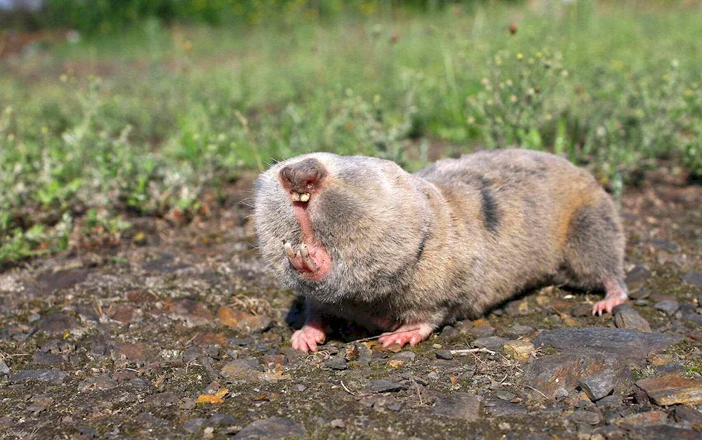 Earth gopher mole rodent