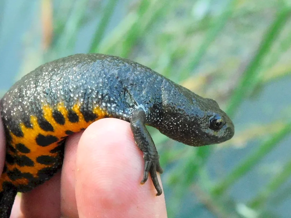 Triton Fire salamander