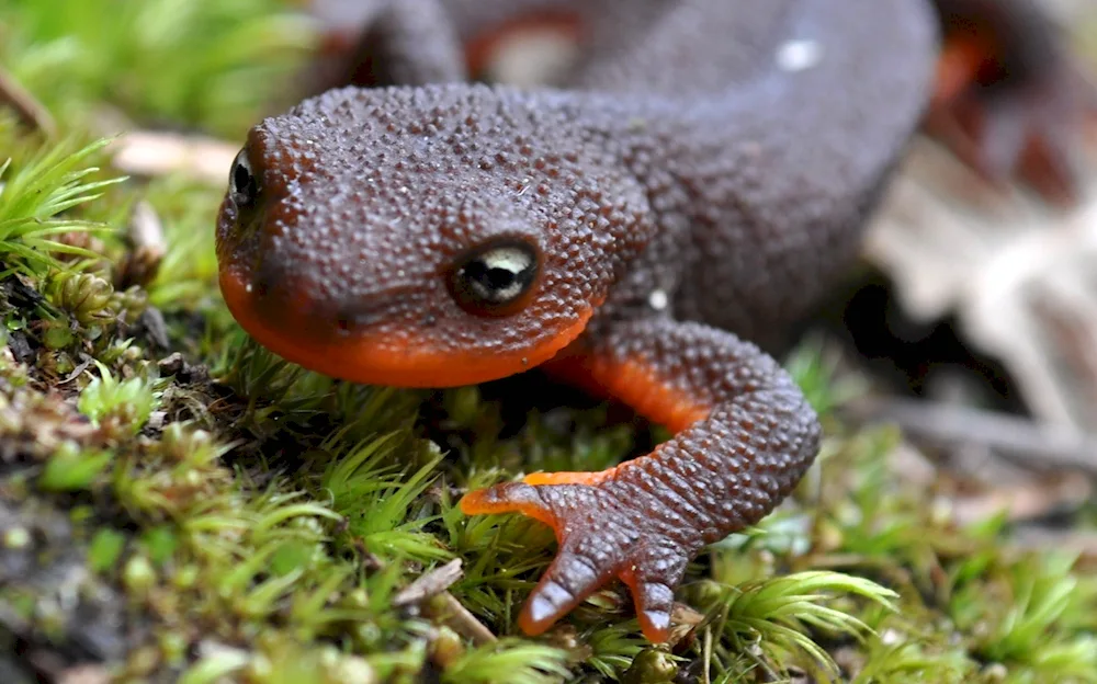 Alpine black salamander