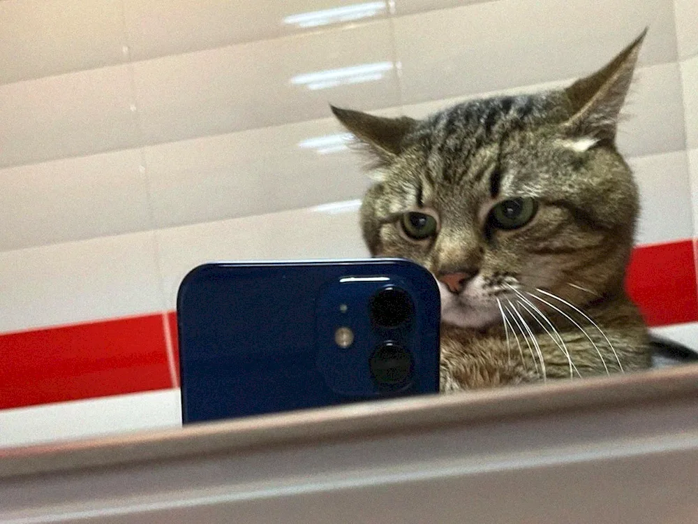 Cat with a phone