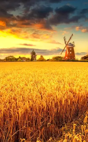 Grain mill ‘golden field’ Golden field