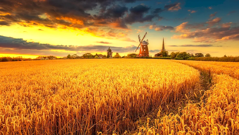 Grain mill ‘golden field’ Golden field