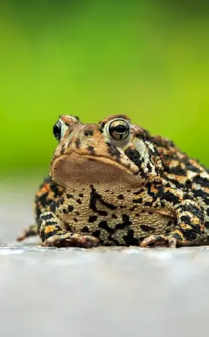 Toad