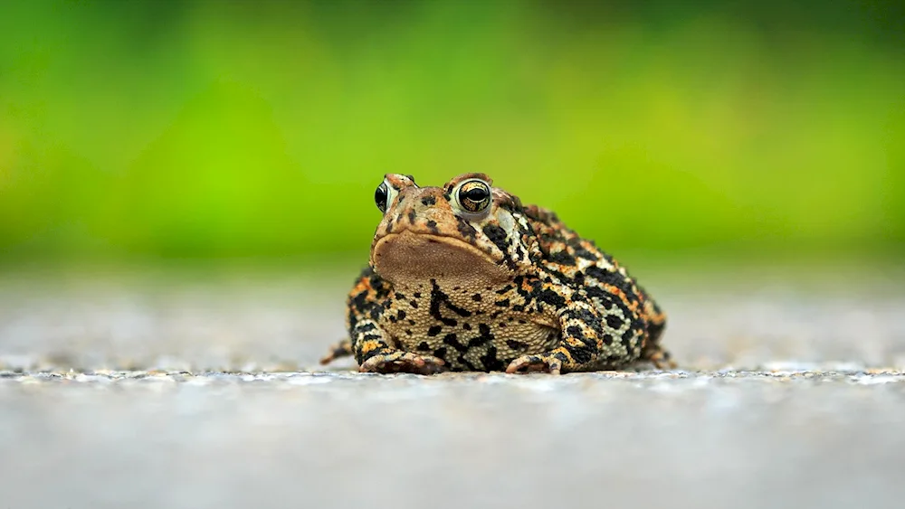 Toad