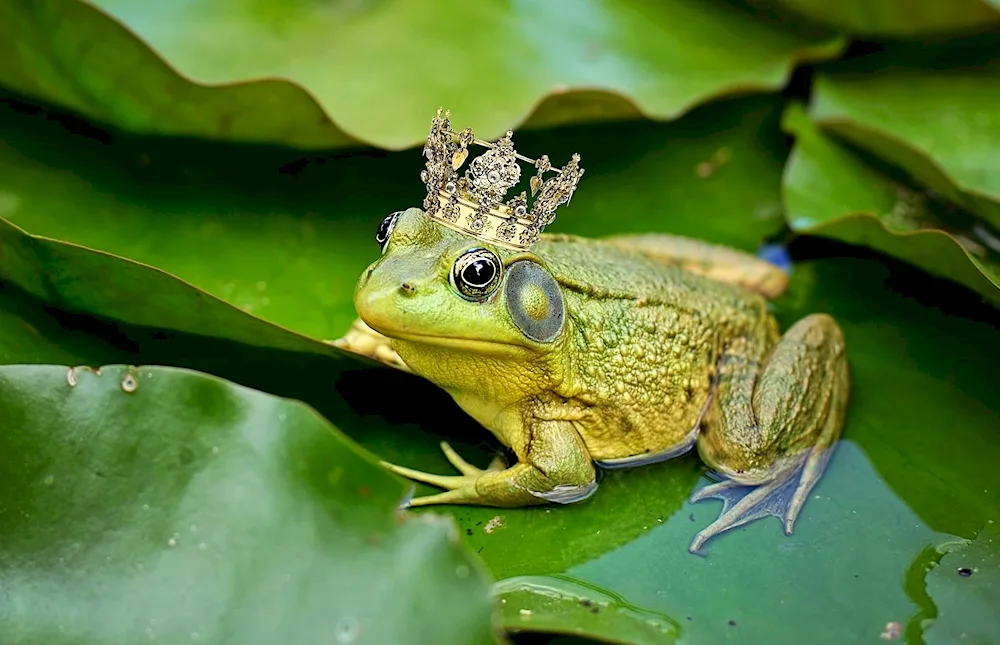 The heroes of the fairy tale Tsarevna frog