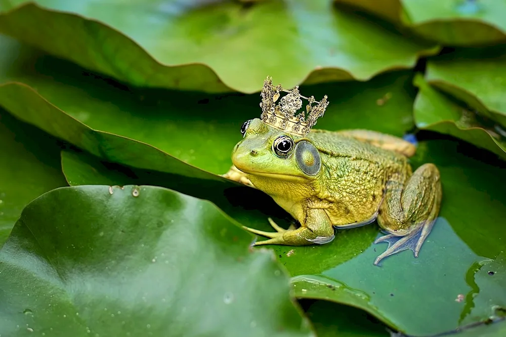 Green quack frog