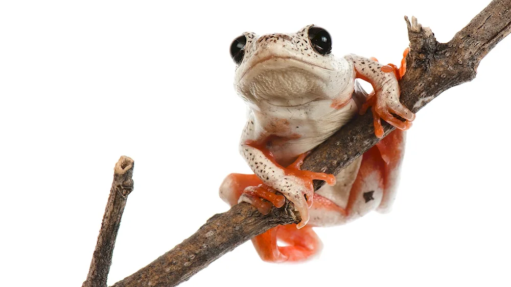 Frog on white background