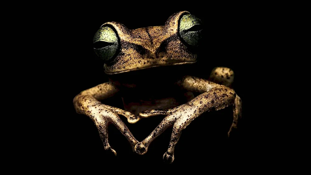 Cambo Frog