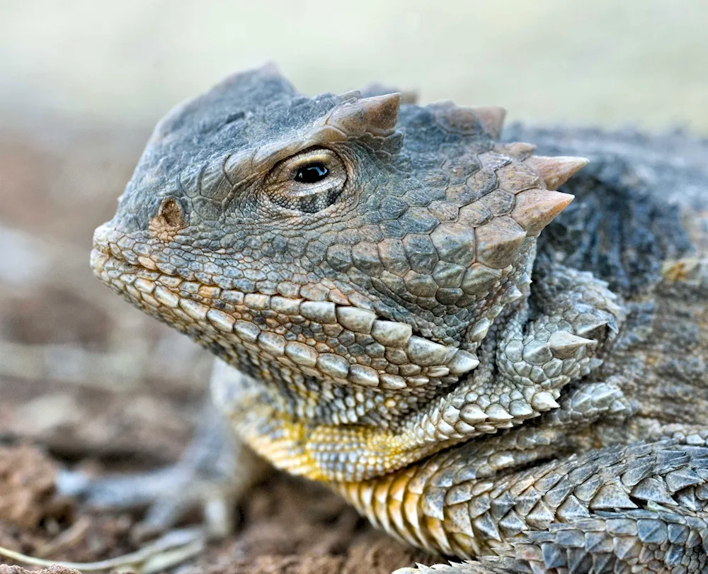 Iguana bearded agama