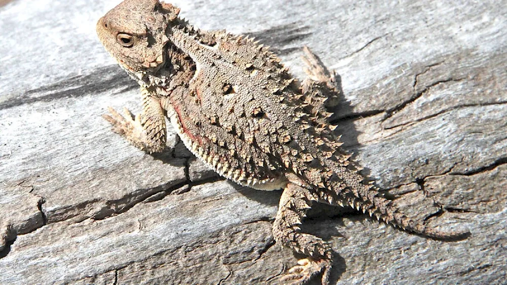 Flat-tailed agama. agama