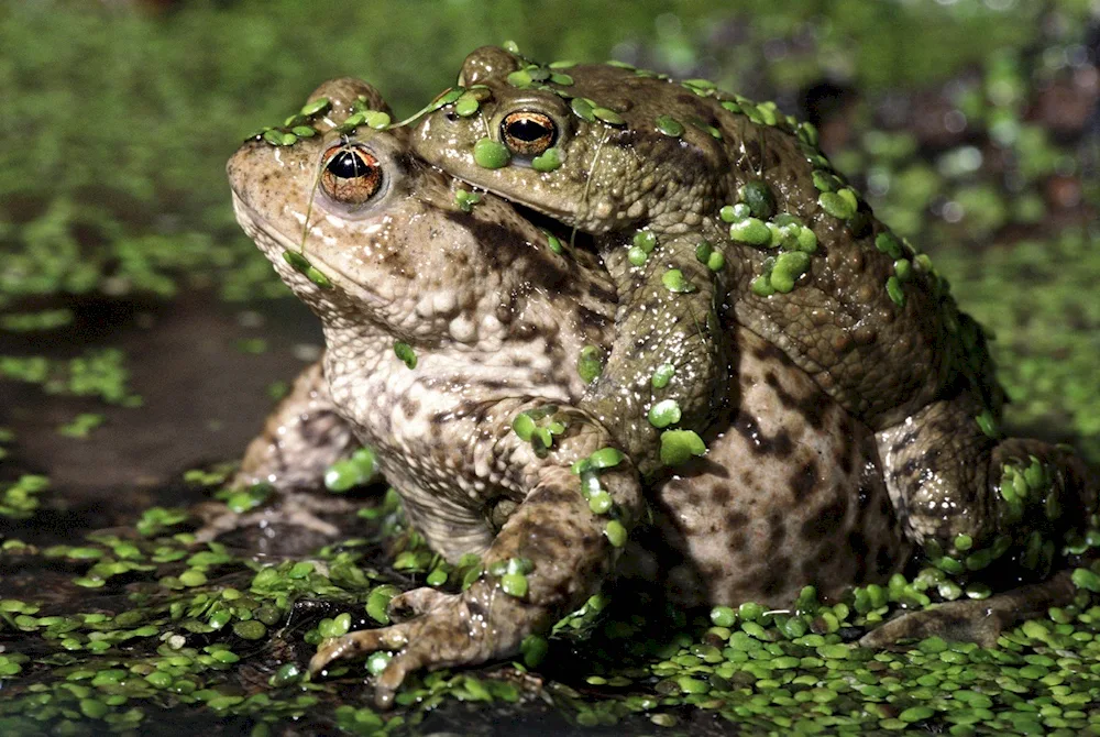 Slipper Frog. Treefrogs