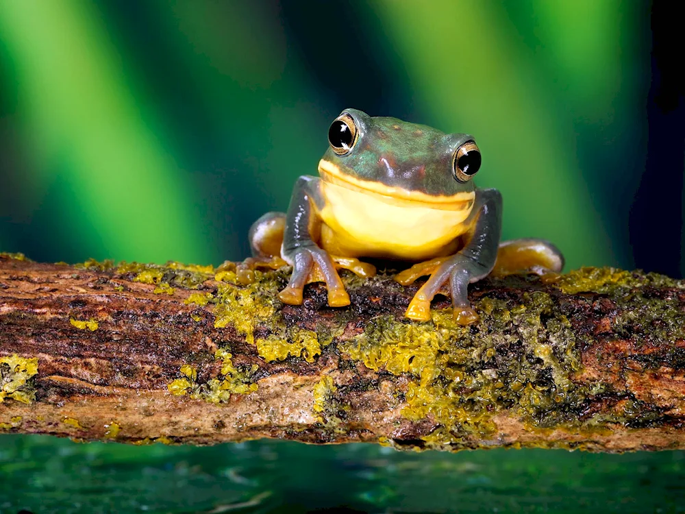 Treefrog