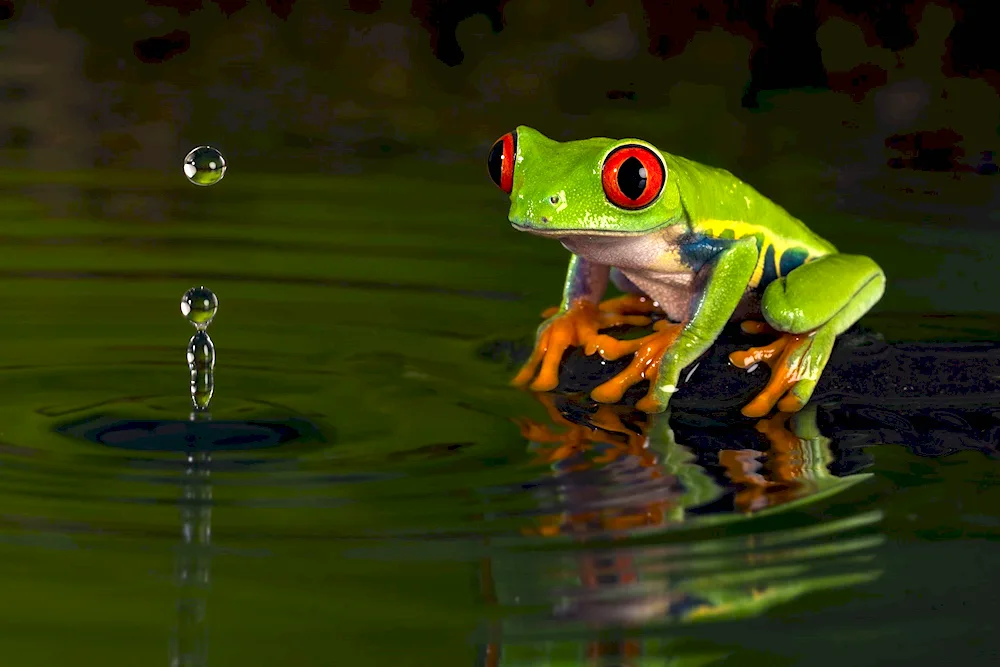 Green Frog