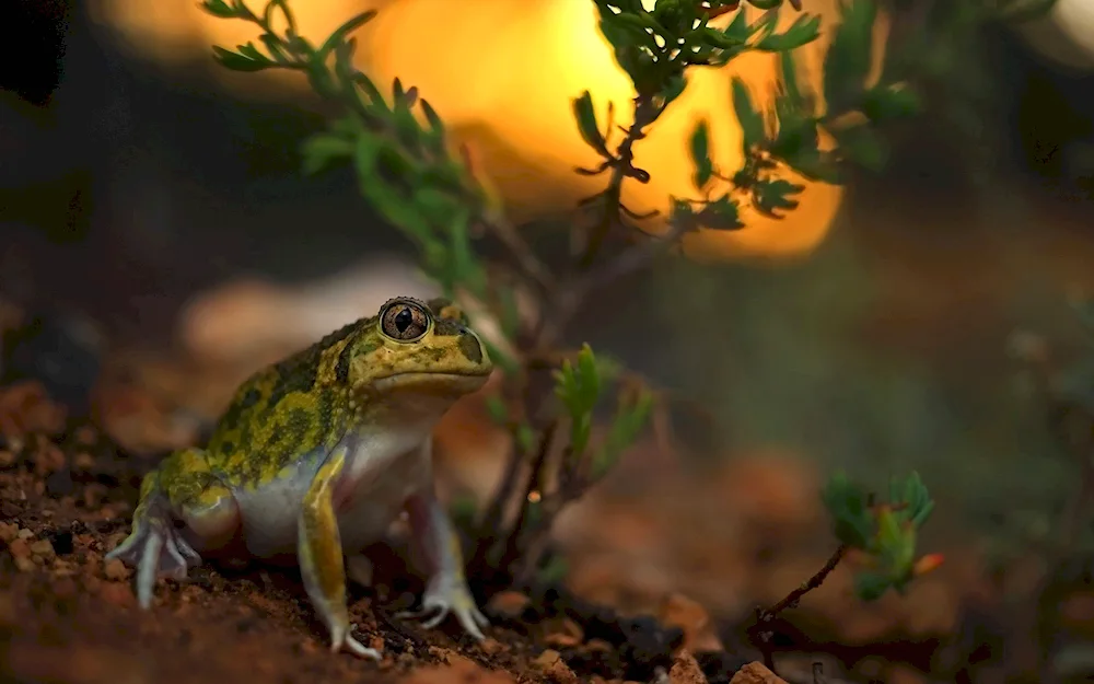 Laba quaker Harlequin frog