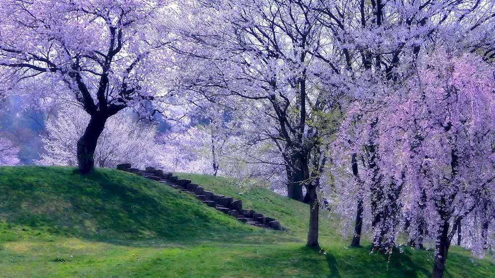 Spring blossom tree