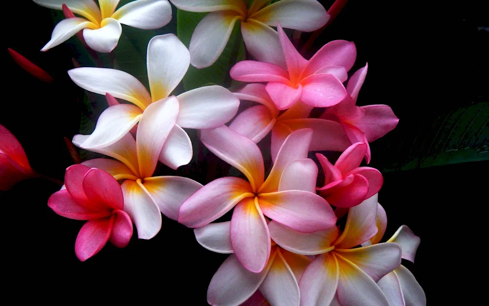 Jasmine Plumeria