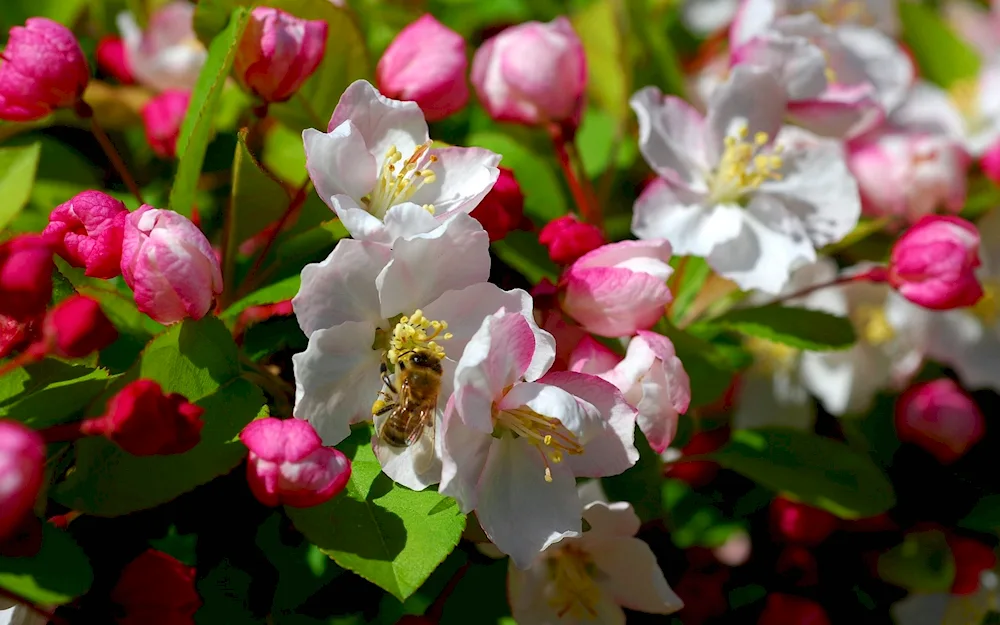 Blossom quince apple tree.