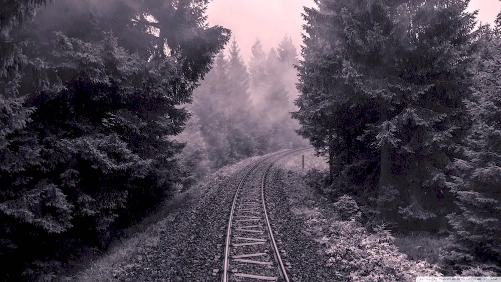 Railway through the forest