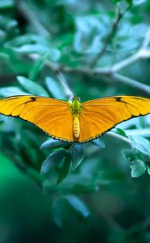 Yellow butterfly