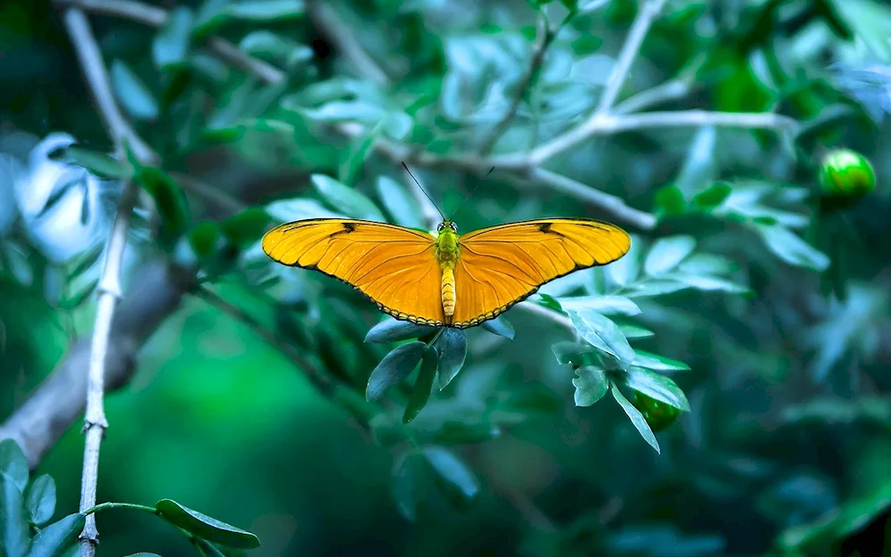 Yellow butterfly