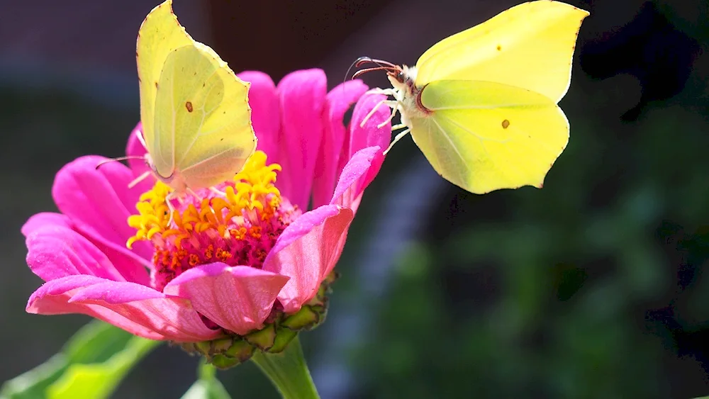 Yellow butterfly