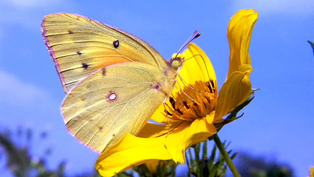 Yellow butterfly