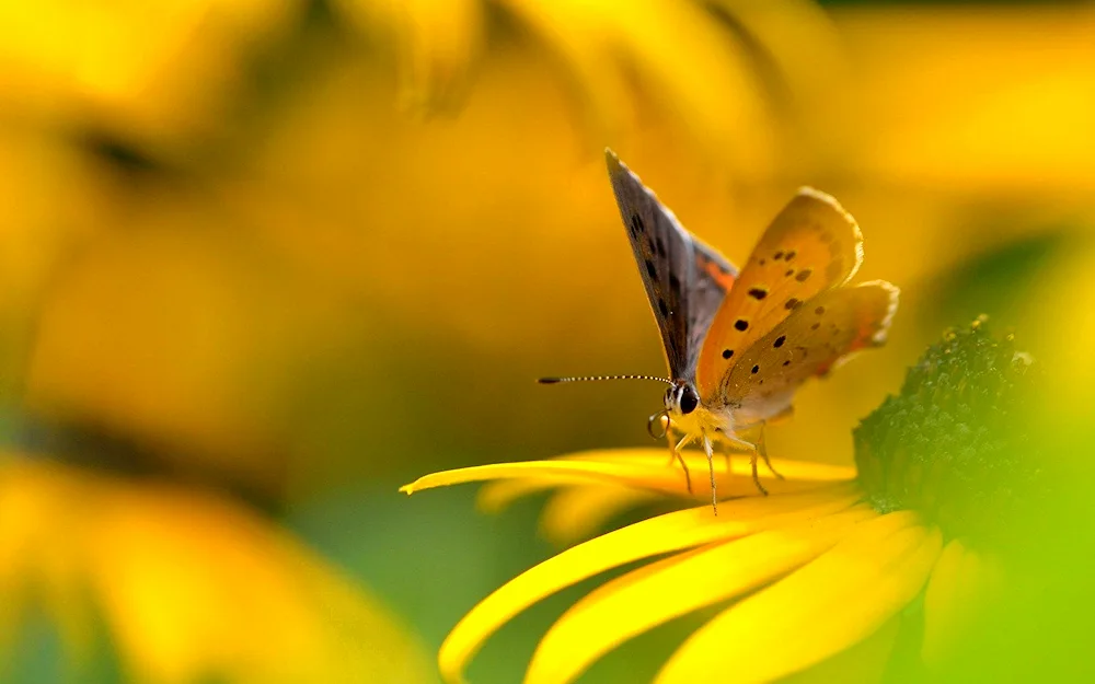 Repeinitsa butterfly Yellow butterfly