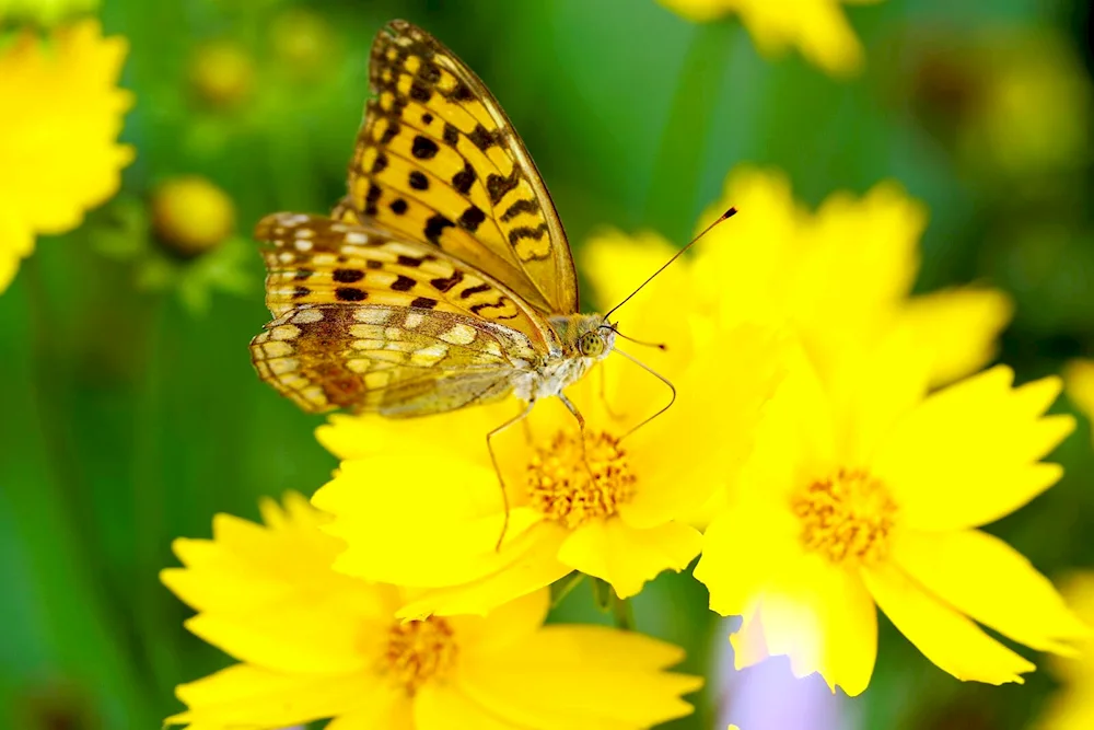 Yellow butterfly