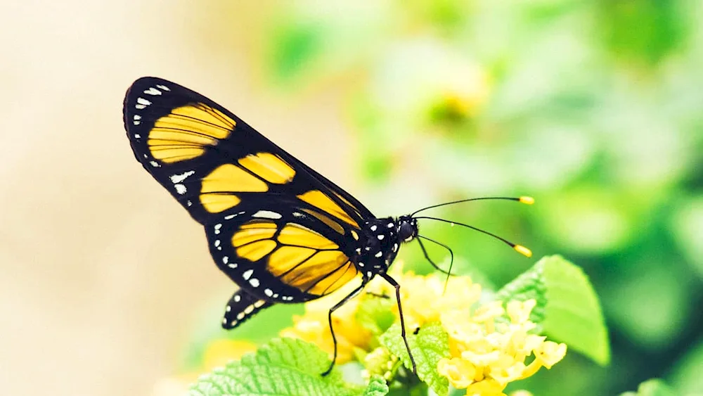 Honey butterfly Yantarnitsa