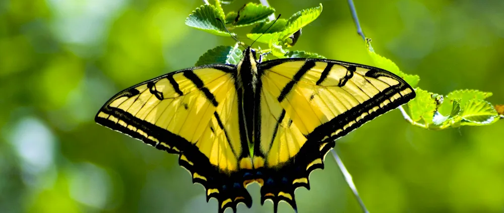 Yellow Mahaon butterfly