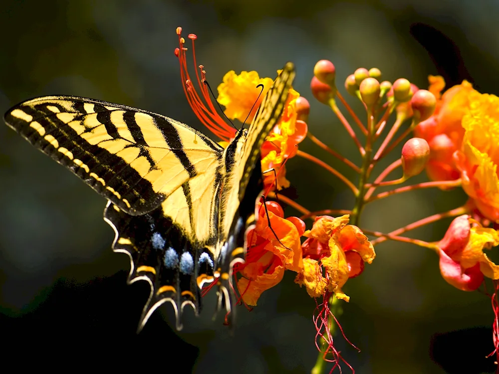 Yellow butterfly butterfly