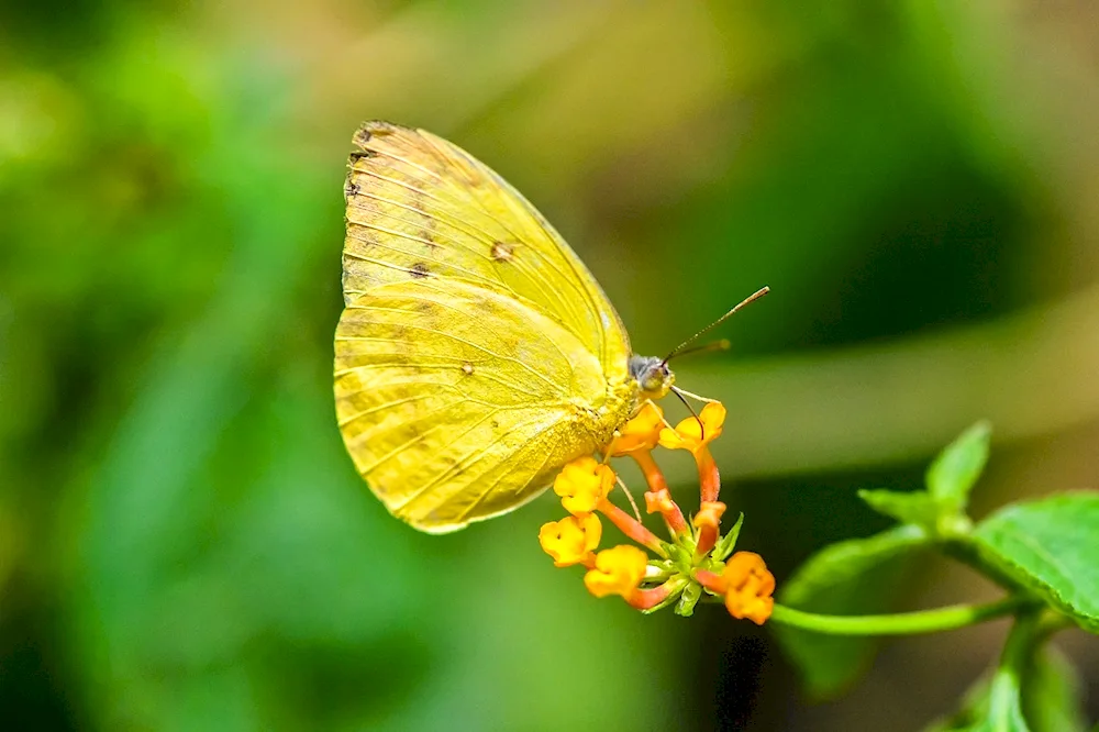 Yellow butterfly on Baikal