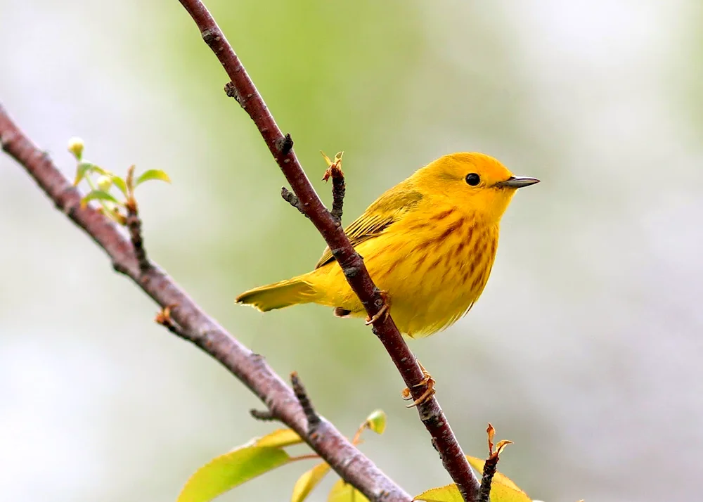 African Golden Oriole