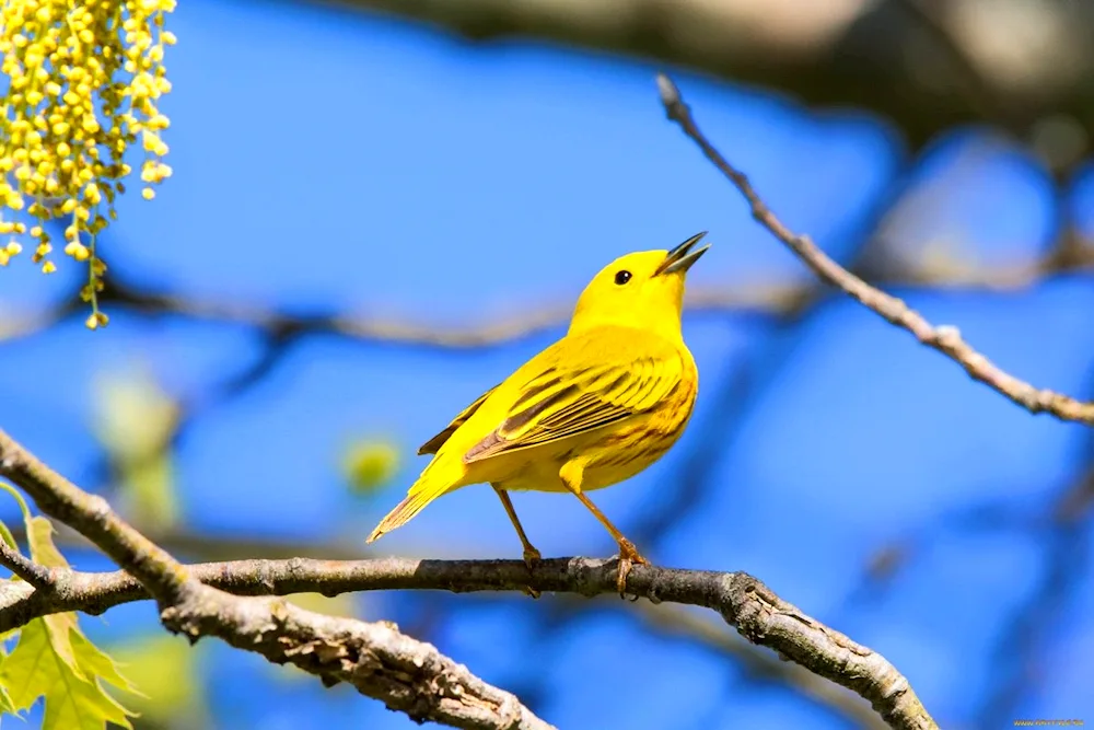 Yellow Warbler Woodpecker