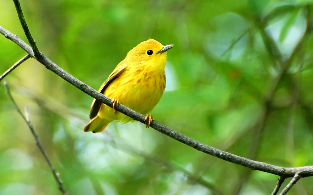 Yellow chaffinch