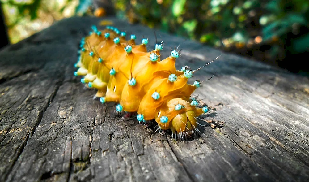 Yellow Caterpillar Caterpillar