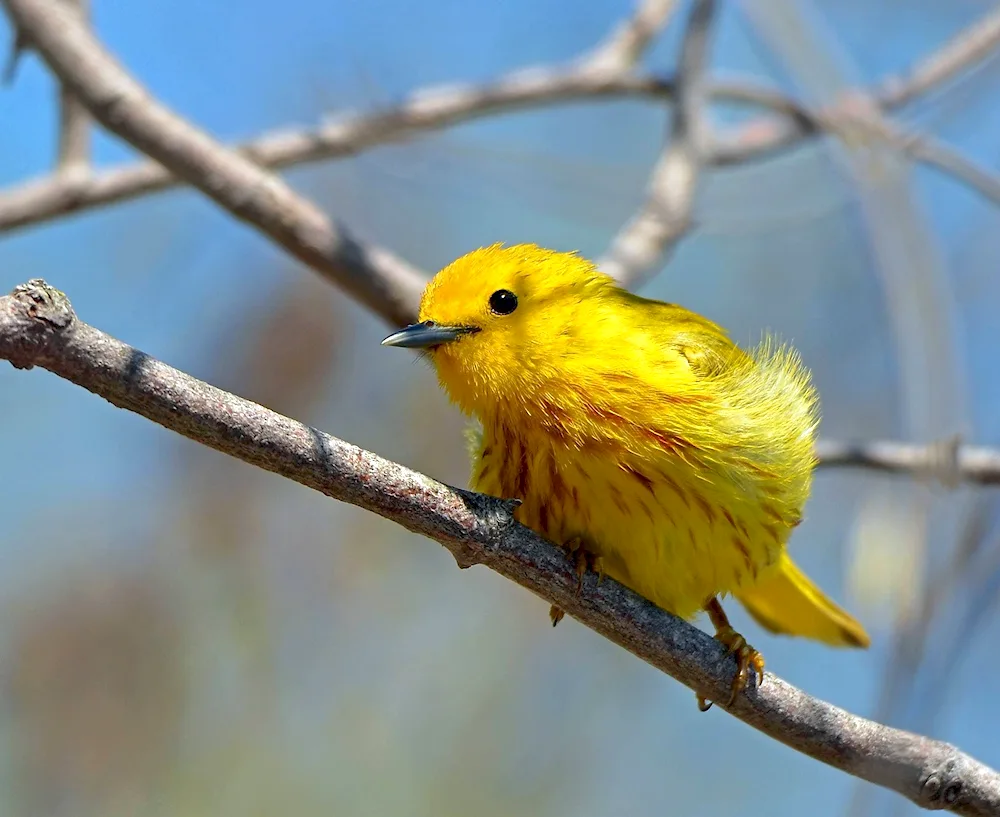 Saffron finch