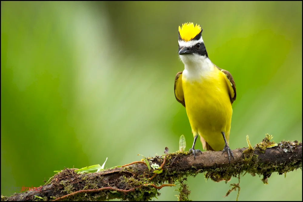 Crested turaco